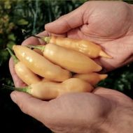 Семена от люти чушки сорт "Шугър Ръш Праскова" (Sugar Rush Peach) - 25 бр.