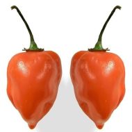 Семена от люти чушки тип Adjuma, сорт "Хабанеро Портокал" (Habanero Orange) - 15 бр.