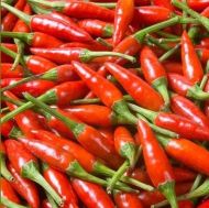 Семена от люти чушки сорт "Табаско червено" (Tabasco Red) - 10 бр.