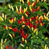 Семена от люти чушки сорт "Табаско червено" (Tabasco Red) - 10 бр.