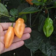 Adjuma-type "Salmon" Chili pepper seeds - 10 pcs.