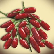 Семена от люти чушки сорт "Малкият дявол Калабрезе" (Little Devil Calabrese) - 25 бр.
