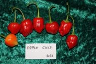 Семена от люти чушки сорт "Хрупкава Ябълка" (Apple Crisp) - 15 бр.