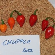 "Chupper" Chili pepper seeds - 15 pcs.