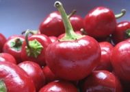 Семена от люти чушки сорт "Пикантна Череша" (Ciliegia Piccante) - ± 50 бр.