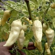 Семена от люти чушки сорт "Пазар Донг Сан БЯЛ" (Dong Xuan Market White) - 15 бр