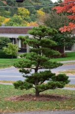 Семена от Японски Черен Бор (Pinus thunbergii) - 50 бр (±) / 1.5 гр