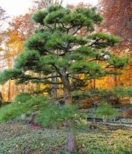 Семена от Японски Черен Бор (Pinus thunbergii) - 50 бр (±) / 1.5 гр