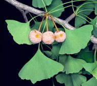Ginkgo Biloba seeds - 10 pcs.