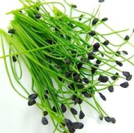 Чеснов Лук (Allium tuberosum) - 1500 бр (±) / 5 гр семена 