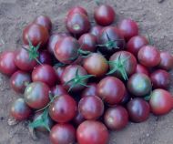 Black Aztec (Negro Azteca) - cherry tomatoes - 15 seeds