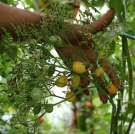 Galapagos - wild tomato - 15 seeds