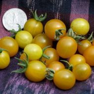 Galapagos - wild tomato - 15 seeds