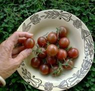 Black Cherry - cherry tomatoes - 25 seeds