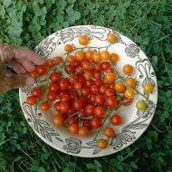 ABC potato-leaf Cherry Tomatoes seeds - 15 pcs.