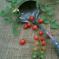 ABC potato-leaf Cherry Tomatoes seeds - 15 pcs.