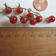 ABC potato-leaf Cherry Tomatoes seeds - 15 pcs.