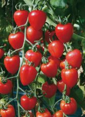 Гардънбери F1 (Gardenberry F1) - чери домати - 15 бр. семена