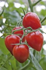 Гардънбери F1 (Gardenberry F1) - чери домати - 15 бр. семена