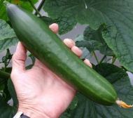 Telegraph Improved Cucumbers  - 10 seeds