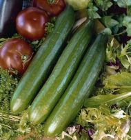 Telegraph Improved Cucumbers  - 10 seeds