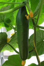 Telegraph Improved Cucumbers  - 10 seeds