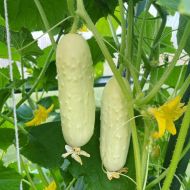 White Wonder Cucumber  - 30-40 seeds / 1 g.