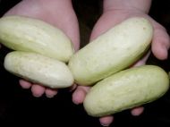 White Wonder Cucumber  - 30-40 seeds / 1 g.