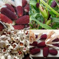 Strawberry corn seeds (Strawberry Red) - 50 pcs (±) / 5 gr