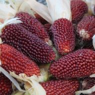 Strawberry corn seeds (Strawberry Red) - 50 pcs (±) / 5 gr