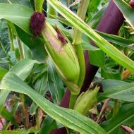Strawberry corn seeds (Strawberry Red) - 50 pcs (±) / 5 gr