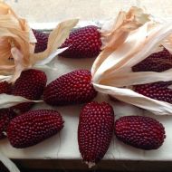 Strawberry corn seeds (Strawberry Red) - 50 pcs (±) / 5 gr