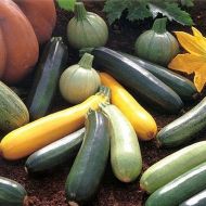 All Colors & Forms Zucchini mix seeds- 40 pcs.