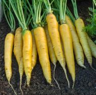 Yellow Carrot (Jaune du Doubs) – winter variety - 1950 seeds / 3 g.