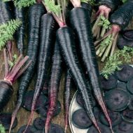 Deep Purple F1 Carrot seeds - 500 pcs.