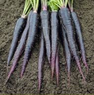 Deep Purple F1 Carrot seeds - 500 pcs.