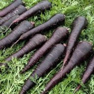 Deep Purple F1 Carrot seeds - 500 pcs.