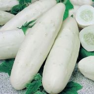 White Cucumber (White Skin F1) - 15 seeds