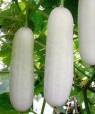 White Cucumber (White Skin F1) - 15 seeds