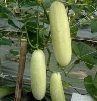 White Cucumber (White Skin F1) - 15 seeds