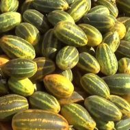 Curry Cucumber (Burpees Prolific F1) - 20 seeds