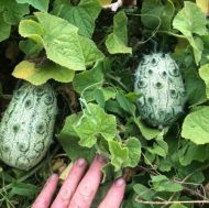Kiwano seeds / African horned cucumber - 15 pcs.