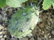 Kiwano seeds / African horned cucumber - 15 pcs.