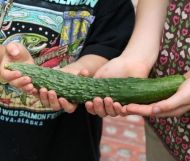 Long Chinese Cucumber (Longa da China) - 25 seeds