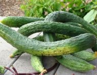 Long Chinese Cucumber (Longa da China) - 25 seeds