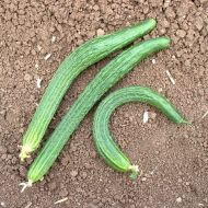 Long Chinese Cucumber (Longa da China) - 25 seeds