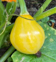 Lemon Marrow seeds - 10 pcs.