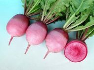 Chinese Radish Magnet F1 seeds - 1 g