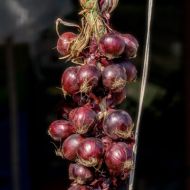 Tropea Rossa Tonda Sweet Red Onion Seeds - 5 g