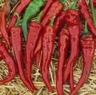 Cayenne / Cayenne pepper (Cayenne Red) – 25 seeds